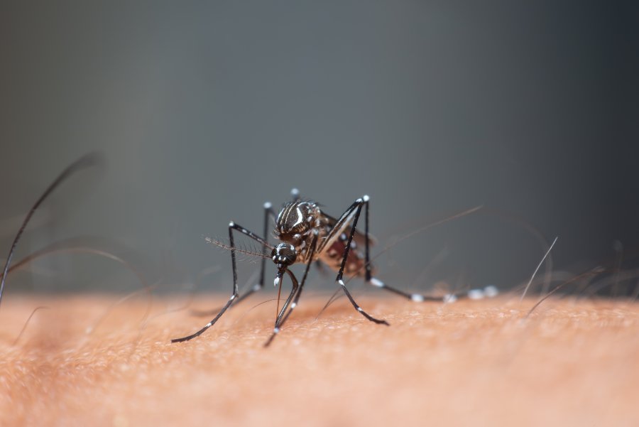 Mosquito da dengue sobre a pele.