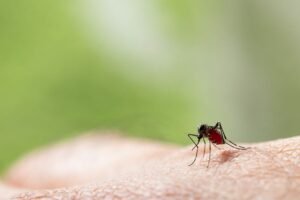 Mosquito picando a pele.