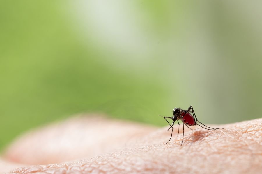 Mosquito picando a pele.